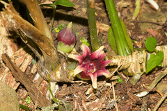 Aspidistra attenuata
