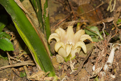 Aspidistra attenuata