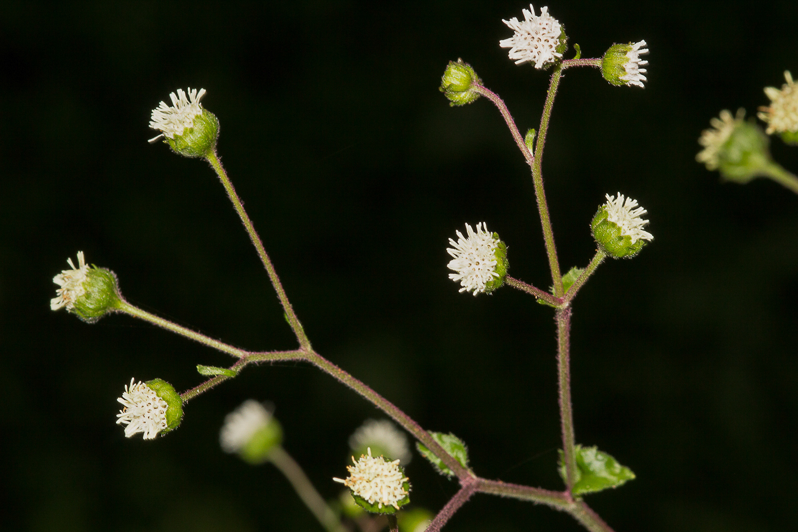 Adenostemma