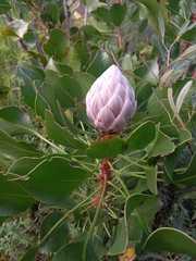Protea cynaroides