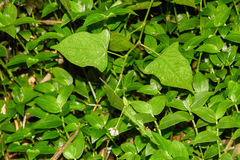 Persicaria biconvexa