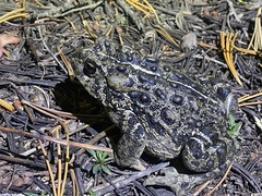 Anaxyrus boreas