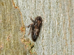 Membracoidea