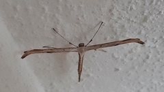 Emmelina monodactyla