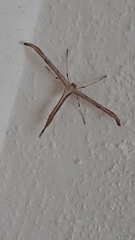 Emmelina monodactyla