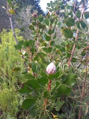 Protea cynaroides