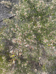 Hakea circumalata