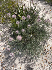 Isopogon divergens