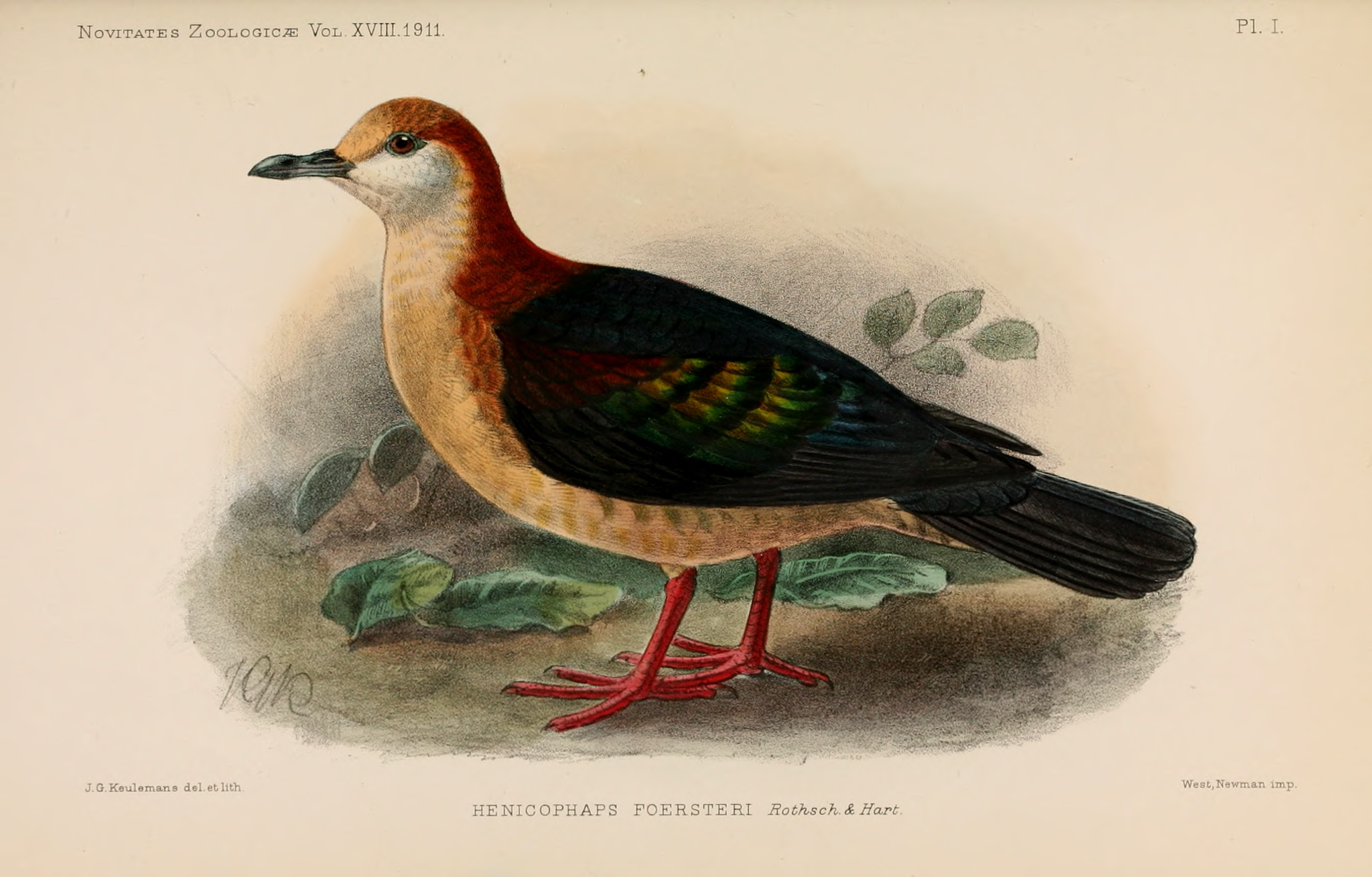 New Britain Bronzewing illustration