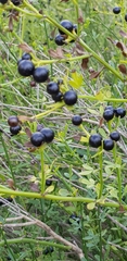 Oleaceae