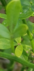 Oleaceae