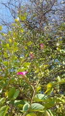 Bauhinia