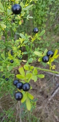 Oleaceae