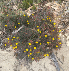 Hibbertia spicata