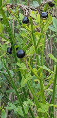 Oleaceae