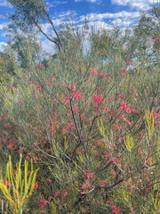 Grevillea pinaster