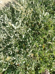 Atriplex portulacoides