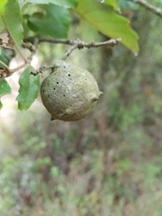 Andricus quercustozae