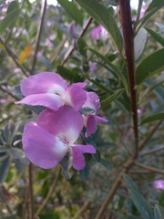 Podalyria calyptrata