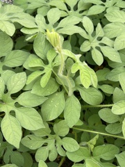 Ipomoea pes-tigridis