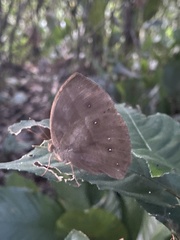 Satyrinae