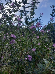 Podalyria calyptrata