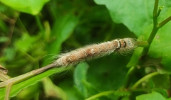 Lebeda nobilis