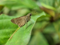 Borbo cinnara