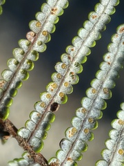 Gleichenia inclusisora