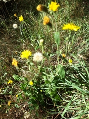 Hieracium sabaudum