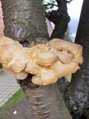 Climacocystis borealis