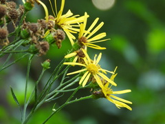Jacobaea paludosa paludosa