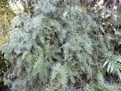 Gleichenia inclusisora