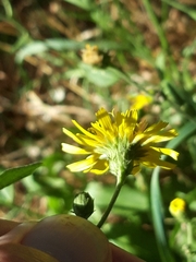 Hieracium sabaudum