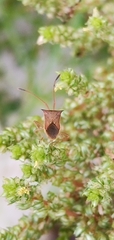 Hemiptera