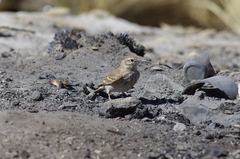 Geositta cunicularia