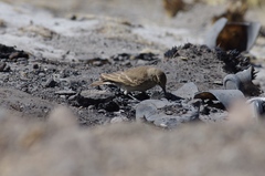 Geositta cunicularia