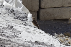 Geositta cunicularia