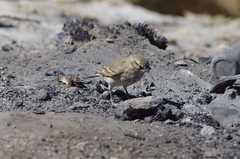 Geositta cunicularia