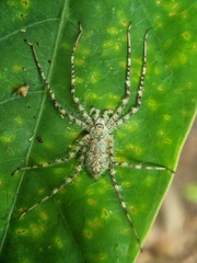 Pandercetes
