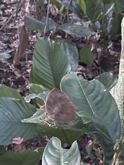Satyrinae