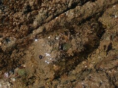 Dolabella auricularia