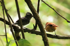 Thamnophilus doliatus