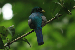 Trogon rufus