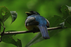 Trogon rufus