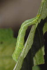 Chrysodeixis chalcites
