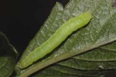 Chrysodeixis chalcites