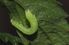 Chrysodeixis chalcites