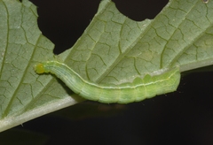 Chrysodeixis chalcites