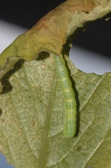 Chrysodeixis chalcites